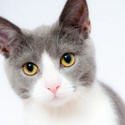 animal-animal-photography-cat-104827