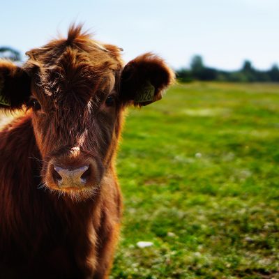 animal-blur-bull-162240