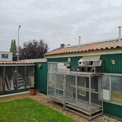 duif2 origineel (1)