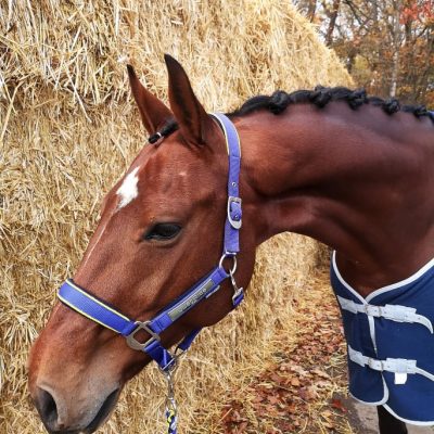 paard